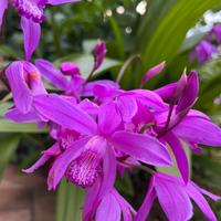 2 rizomi di Bletilla Striata, orchidea da giardino