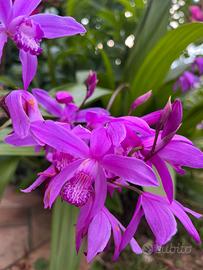 2 rizomi di Bletilla Striata, orchidea da giardino