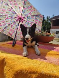 Border collie cucciolo
