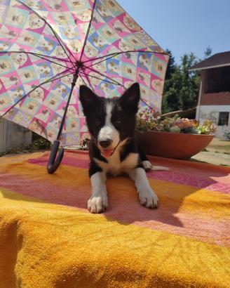 Border collie cucciolo