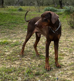 Dobermann
