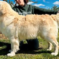 Golden Retriever Maschio per accoppiamento