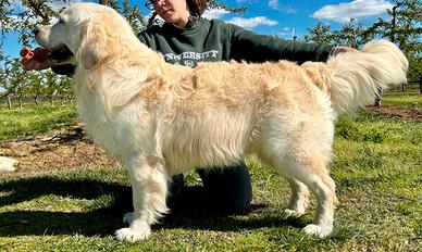 Golden Retriever Maschio per accoppiamento