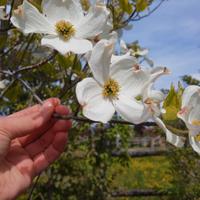 Cornus Florida bianchi