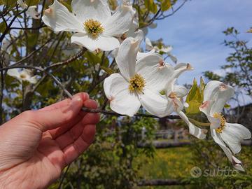 Cornus Florida bianchi