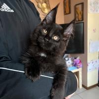 Disponibili dolcissimi cuccioli di Maine Coon