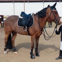 Pony da salto ostacoli