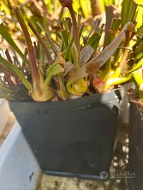 Pianta carnivora sarracenia f30 mo