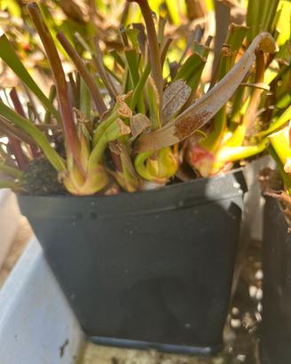 Pianta carnivora sarracenia f30 mo