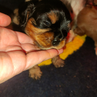 Cucciolo cavalier king