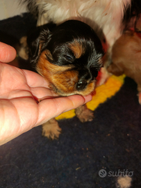 Cucciolo cavalier king