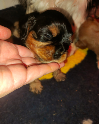 Cucciolo cavalier king