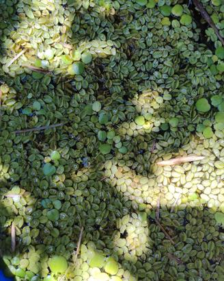 Salvinia cucullata
