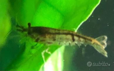 Gamberetti d'acqua dolce ( caridina)