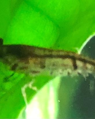 Gamberetti d'acqua dolce ( caridina)