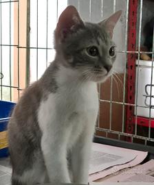Gatto maschio di 2/3 mesi