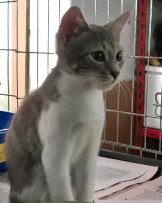 Gatto maschio di 2/3 mesi