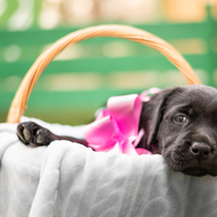 Cucciola Labrador Retriever