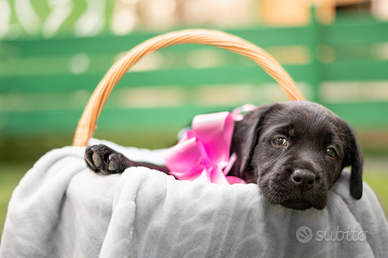 Cucciola Labrador Retriever