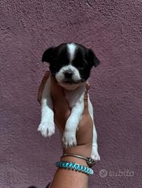 Chihuahua a pelo corto