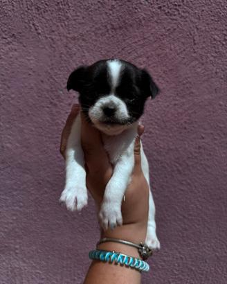Chihuahua a pelo corto