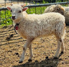 Agnelli di Pecora Nana d'Ouessant con PEDIGREE