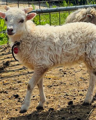 Agnelli di Pecora Nana d'Ouessant con PEDIGREE