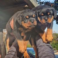 Cucciole di rottweiler con pedegree