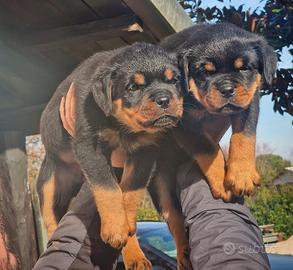 Cucciole di rottweiler con pedegree