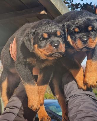 Cucciole di rottweiler con pedegree