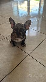 Bulldog francese occhi impari Arlecchino