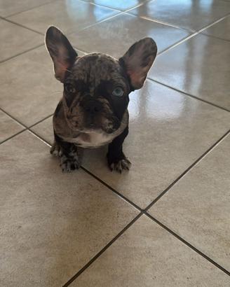 Bulldog francese occhi impari Arlecchino