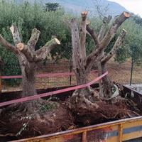 albero d'ulivo 