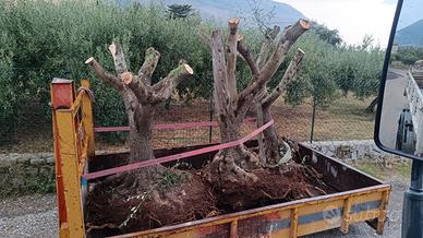 albero d'ulivo 