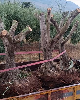 albero d'ulivo 
