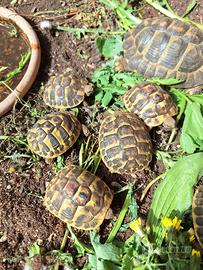 Tartarughe