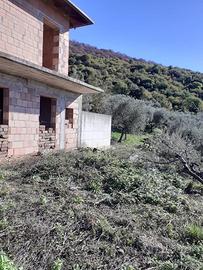 Terreno agricolo con uliveto e casa al grezzo