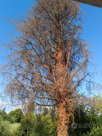 Albero intero/legna da ardere