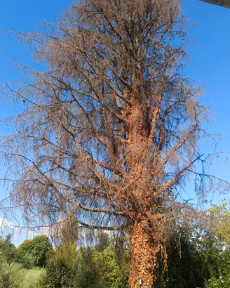 Albero intero/legna da ardere