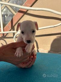 Jack Russell