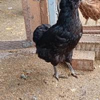 Gallo e galline araucana