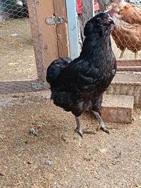 Gallo e galline araucana