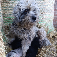 Cuccioli pura razza pastore Bergamasco
