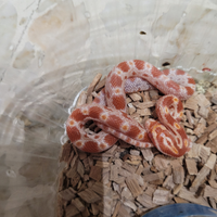 Baby serpente del grano albini (P. guttatus)