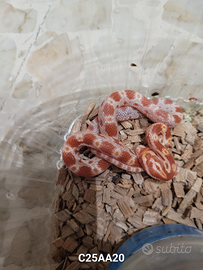 Baby serpente del grano albini (P. guttatus)