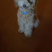 Barboncino toy per accoppiamento