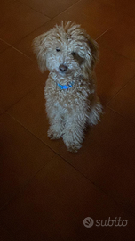 Barboncino toy per accoppiamento