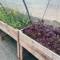 Cassoni rialzati in legno per orto / serra - Tek