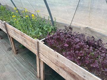 Cassoni rialzati in legno per orto / serra - Tek