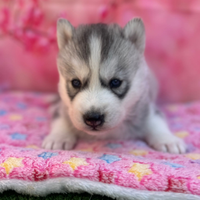 Husky con pedigree enci